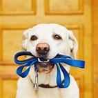 DOG WALKING 2022